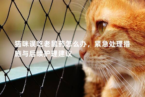 貓咪誤吃老鼠藥怎么辦，緊急處理措施與后續(xù)護理建議