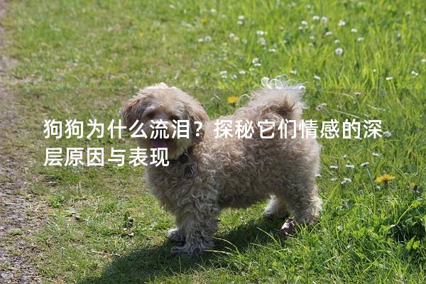 狗狗為什么流淚？探秘它們情感的深層原因與表現(xiàn)