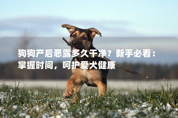 狗狗產(chǎn)后惡露多久干凈?新手必看:掌握時間,呵護愛犬健康