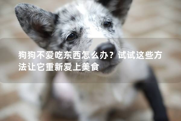 狗狗不愛吃東西怎么辦？試試這些方法讓它重新愛上美食