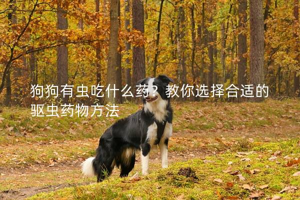 狗狗有蟲吃什么藥？教你選擇合適的驅蟲藥物方法
