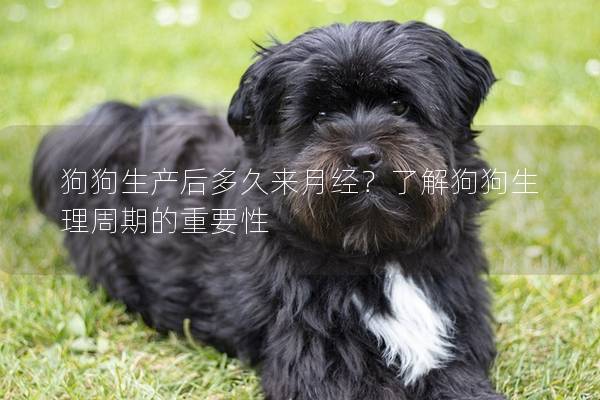 狗狗生產后多久來月經？了解狗狗生理周期的重要性