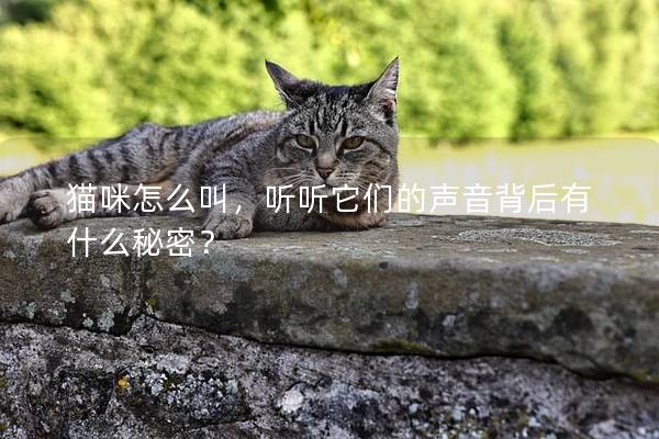 貓咪怎么叫，聽聽它們的聲音背后有什么秘密？