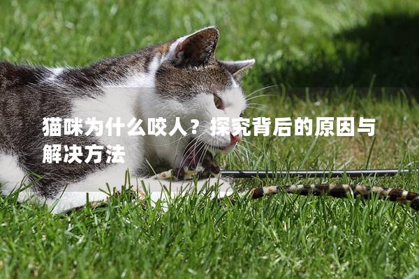 貓咪為什么咬人？探究背后的原因與解決方法