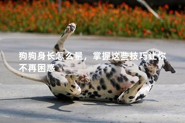 狗狗身長怎么量，掌握這些技巧讓你不再困惑