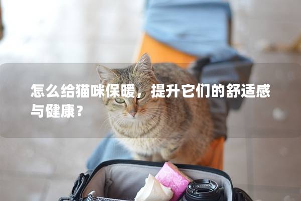 怎么給貓咪保暖,提升它們的舒適感與健康? 怎么給貓咪保暖,提升它們的舒適感與健康?