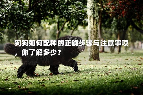 狗狗如何配種的正確步驟與注意事項,你了解多少? 狗狗如何配種的正確步驟與注意事項,你了解多少?