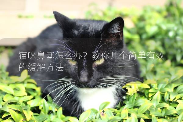 貓咪鼻塞怎么辦？教你幾個簡單有效的緩解方法