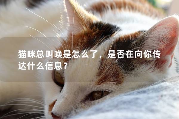 貓咪總叫喚是怎么了，是否在向你傳達什么信息？