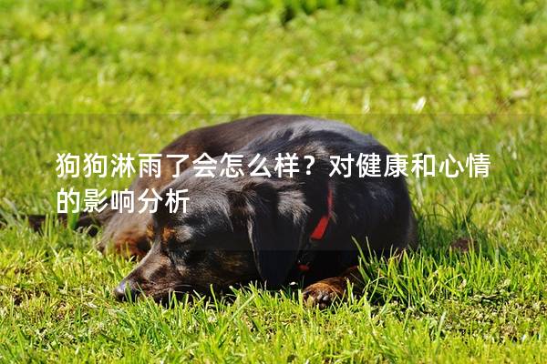 狗狗淋雨了會怎么樣？對健康和心情的影響分析