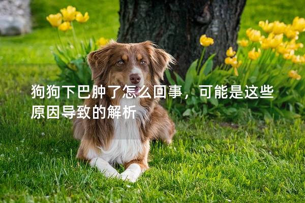 狗狗下巴腫了怎么回事，可能是這些原因導致的解析