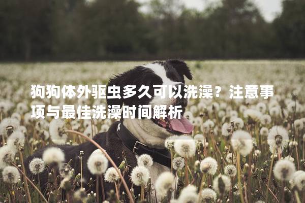 狗狗體外驅(qū)蟲多久可以洗澡？注意事項與最佳洗澡時間解析