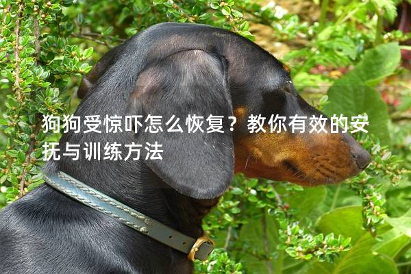 狗狗受驚嚇怎么恢復？教你有效的安撫與訓練方法