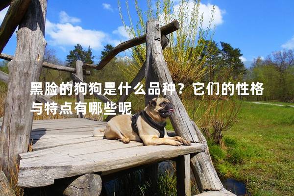 黑臉的狗狗是什么品種?它們的性格與特點有哪些呢 黑臉的狗狗是什么品種?它們的性格與特點有哪些呢