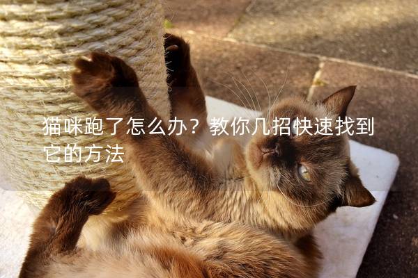 貓咪跑了怎么辦？教你幾招快速找到它的方法