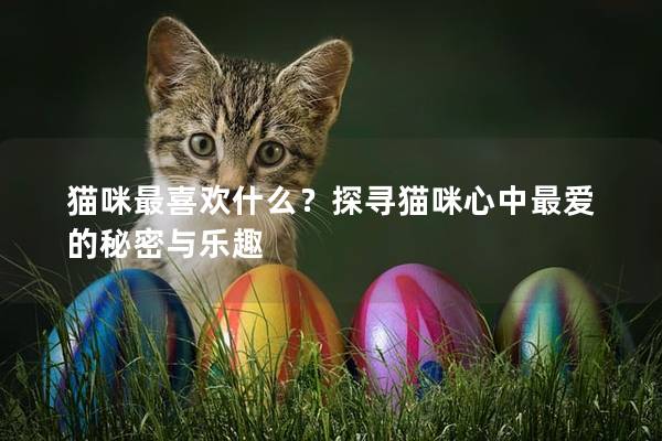 貓咪最喜歡什么？探尋貓咪心中最愛的秘密與樂趣