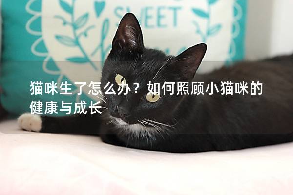 貓咪生了怎么辦?如何照顧小貓咪的健康與成長(zhǎng) 貓咪生了怎么辦?如何照顧小貓咪的健康與成長(zhǎng)