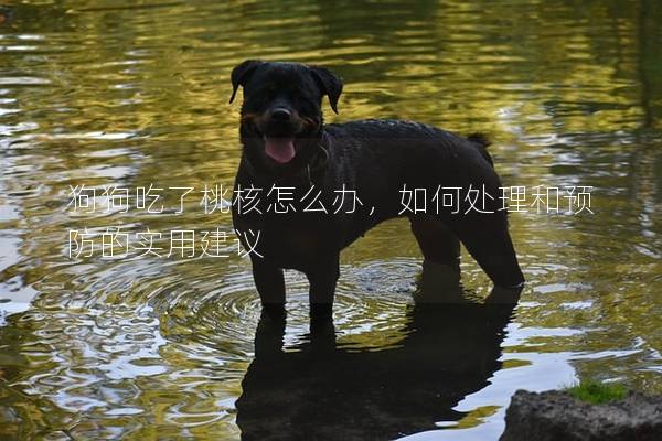 狗狗吃了桃核怎么辦，如何處理和預防的實用建議