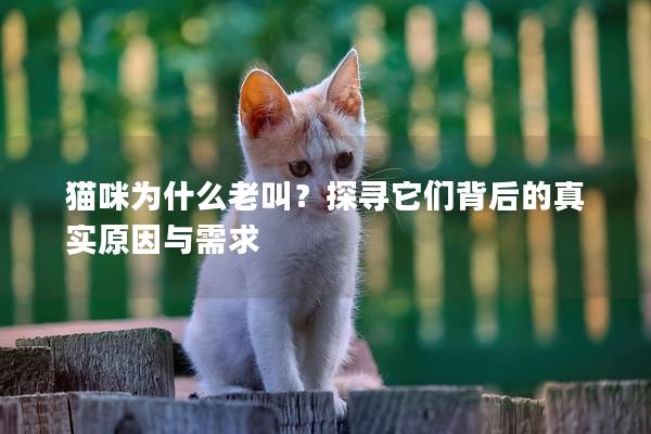 貓咪為什么老叫？探尋它們背后的真實原因與需求
