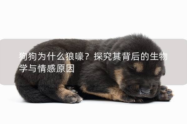 狗狗為什么狼嚎？探究其背后的生物學與情感原因