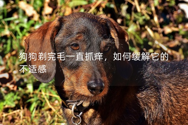 狗狗剃完毛一直抓癢,如何緩解它的不適感 狗狗剃完毛一直抓癢,如何緩解它的不適感