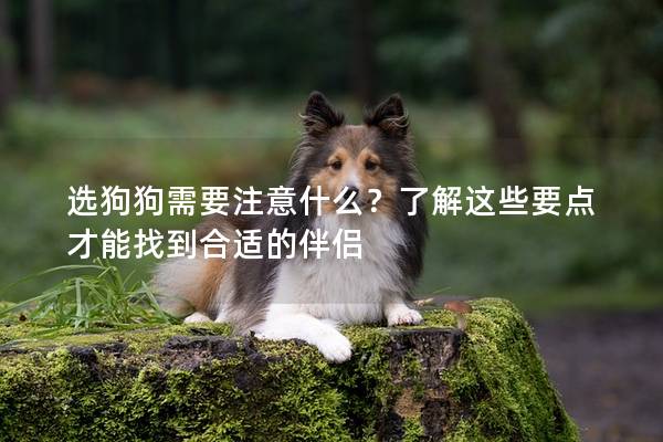 選狗狗需要注意什么？了解這些要點才能找到合適的伴侶