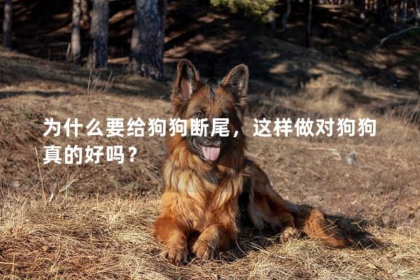 為什么要給狗狗斷尾，這樣做對狗狗真的好嗎？
