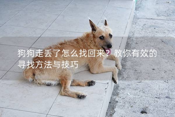 狗狗走丟了怎么找回來?教你有效的尋找方法與技巧 狗狗走丟了怎么找回來?教你有效的尋找方法與技巧