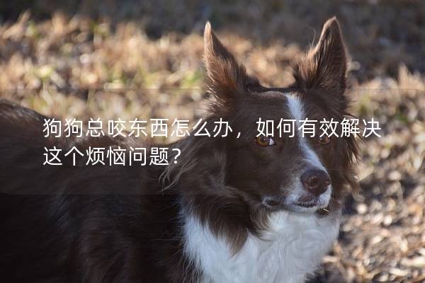 狗狗總咬東西怎么辦，如何有效解決這個煩惱問題？