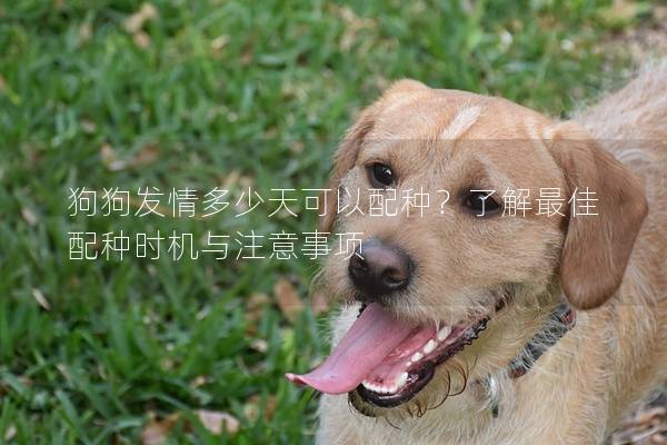 狗狗發情多少天可以配種？了解最佳配種時機與注意事項