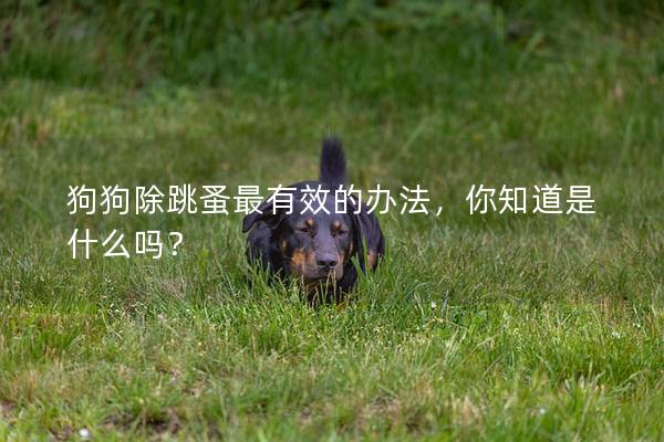 狗狗除跳蚤最有效的辦法，你知道是什么嗎？