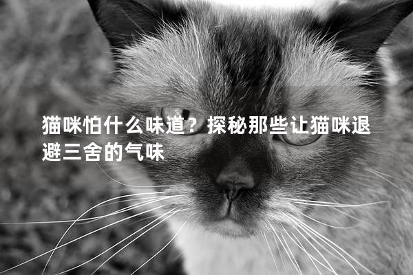 貓咪怕什么味道？探秘那些讓貓咪退避三舍的氣味