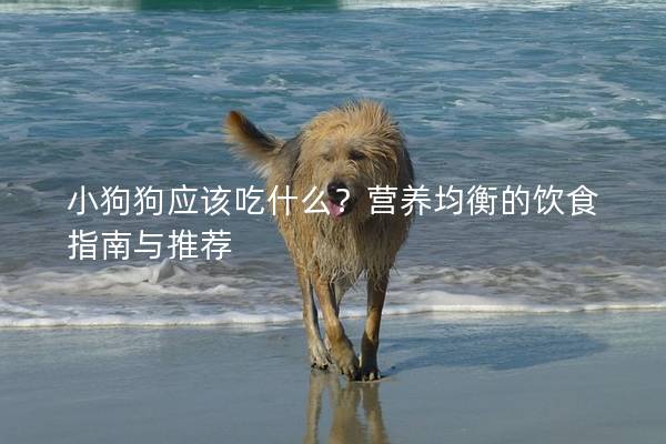 小狗狗應該吃什么?營養均衡的飲食指南與推薦 小狗狗應該吃什么?營養均衡的飲食指南與推薦