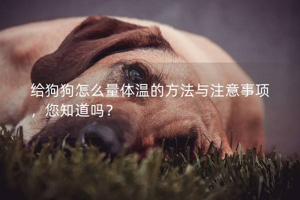 給狗狗怎么量體溫的方法與注意事項，您知道嗎？