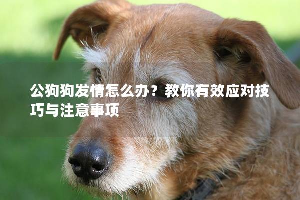 公狗狗發情怎么辦？教你有效應對技巧與注意事項