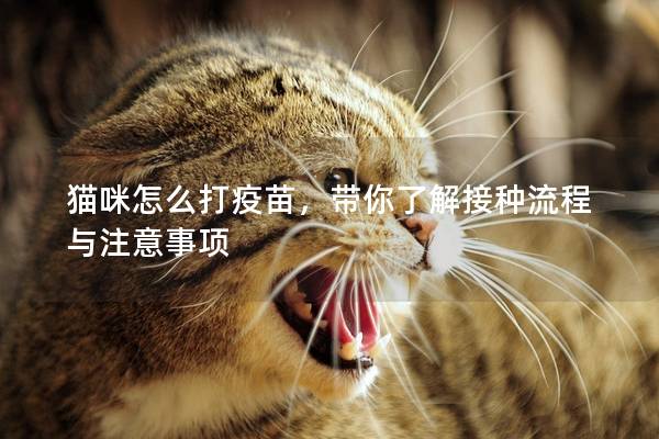 貓咪怎么打疫苗，帶你了解接種流程與注意事項(xiàng)