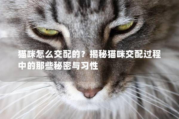 貓咪怎么交配的？揭秘貓咪交配過程中的那些秘密與習性