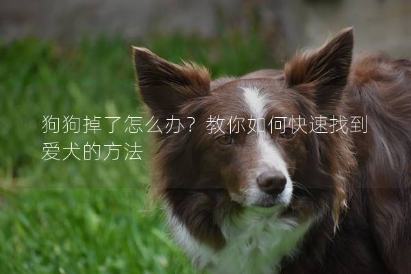狗狗掉了怎么辦？教你如何快速找到愛犬的方法
