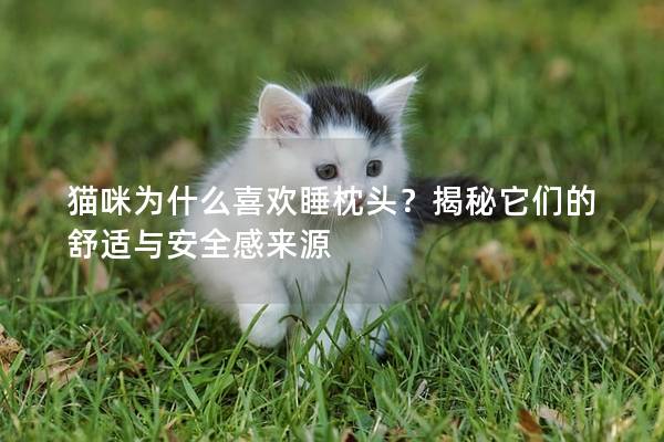 貓咪為什么喜歡睡枕頭？揭秘它們的舒適與安全感來源