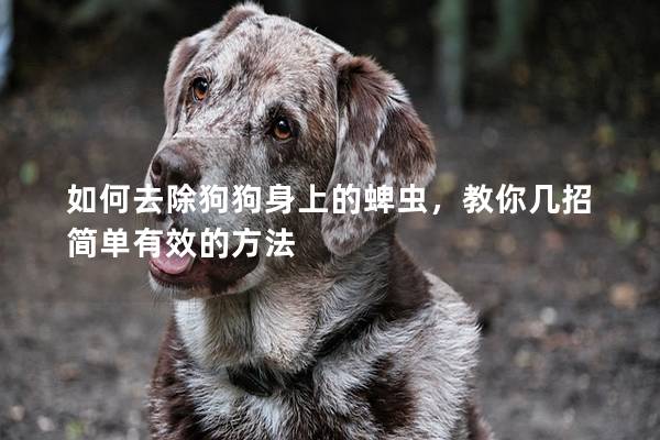 如何去除狗狗身上的蜱蟲，教你幾招簡單有效的方法