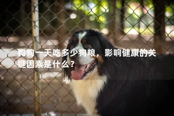 狗狗一天吃多少狗糧，影響健康的關(guān)鍵因素是什么？