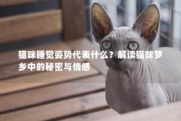 貓咪睡覺姿勢代表什么？解讀貓咪夢鄉中的秘密與情感