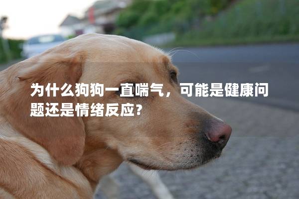 為什么狗狗一直喘氣，可能是健康問題還是情緒反應？