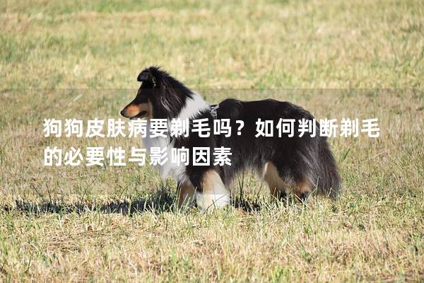狗狗皮膚病要剃毛嗎?如何判斷剃毛的必要性與影響因素 狗狗皮膚病要剃毛嗎?如何判斷剃毛的必要性與影響因素