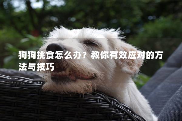 狗狗挑食怎么辦?教你有效應對的方法與技巧 狗狗挑食怎么辦?教你有效應對的方法與技巧