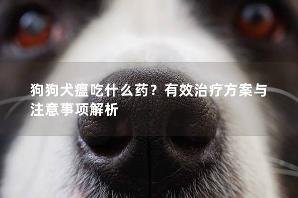 狗狗犬瘟吃什么藥？有效治療方案與注意事項解析