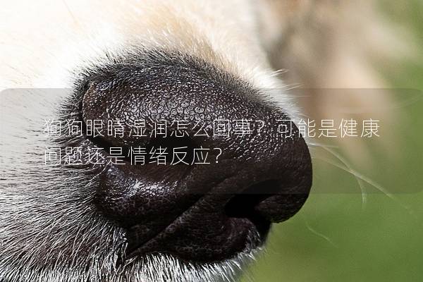狗狗眼睛濕潤怎么回事？可能是健康問題還是情緒反應？