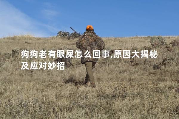 狗狗老有眼屎怎么回事,原因大揭秘及應對妙招