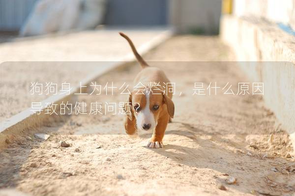 狗狗身上為什么會爛洞，是什么原因導致的健康問題？