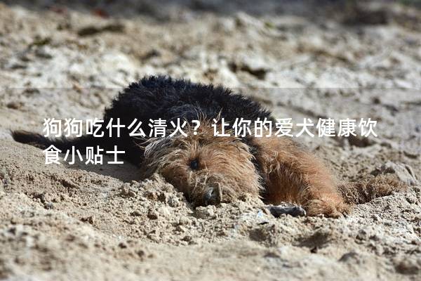 狗狗吃什么清火？讓你的愛(ài)犬健康飲食小貼士